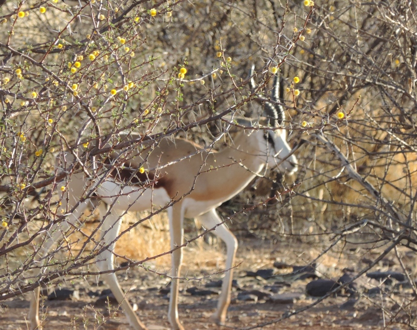 Springbok