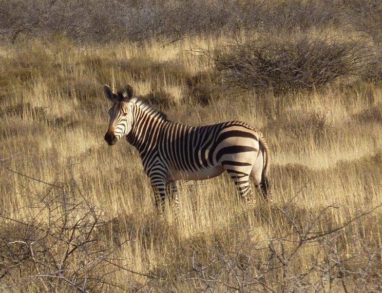 Zebra