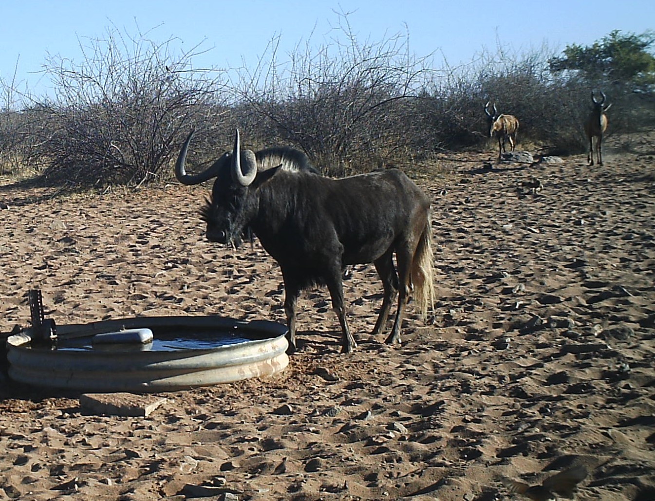 Black Wildebeest